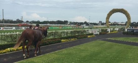 Image 1 horse at the races